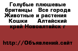 Голубые плюшевые британцы - Все города Животные и растения » Кошки   . Алтайский край,Новоалтайск г.